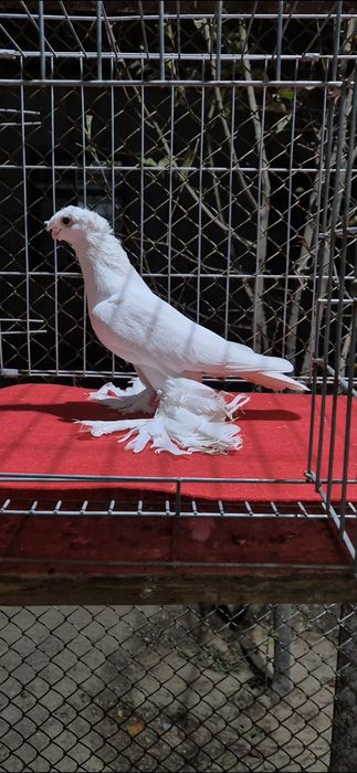 Белый жолтый красный