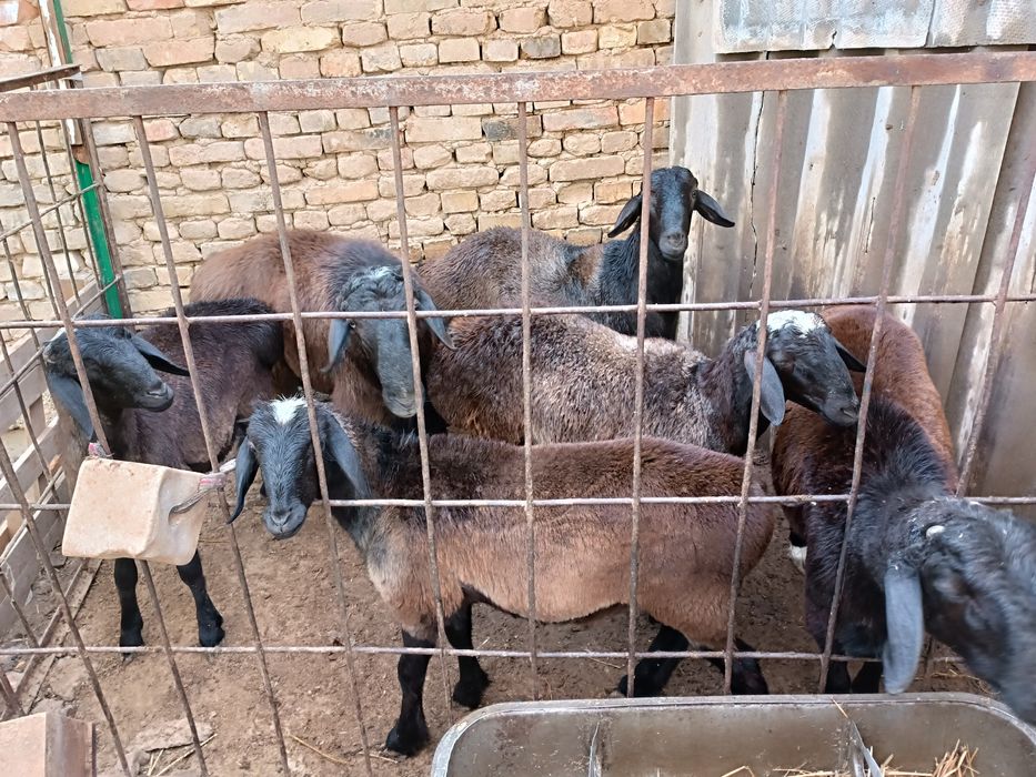 Кой  койлар баран сотилади