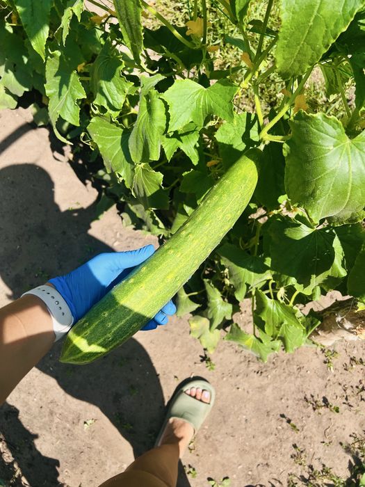 Продам дачу Здоровье