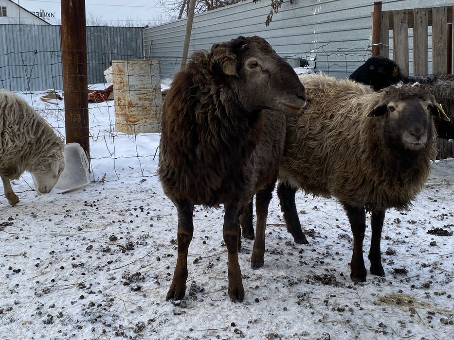 Проодам кошкара на племя