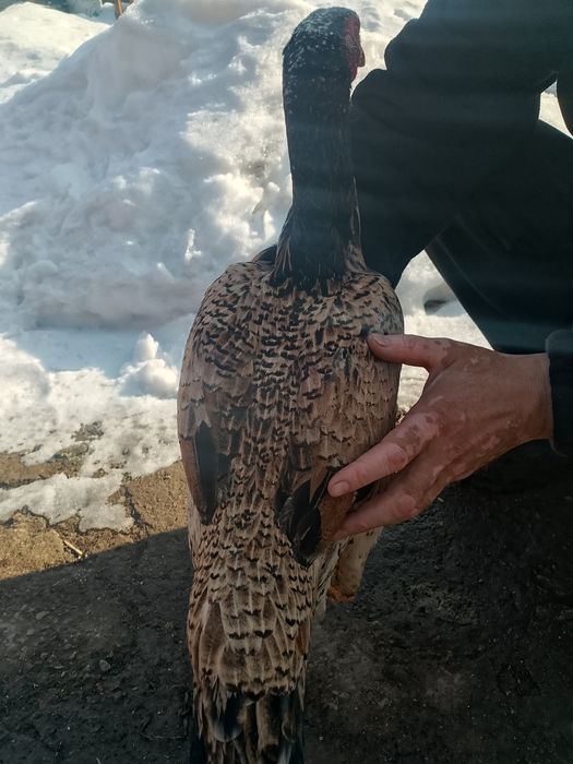 Дакан тауық ннннннн