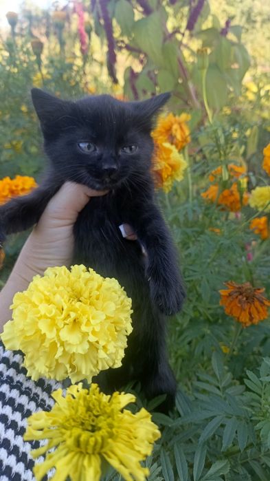 Кошечки,девочки.