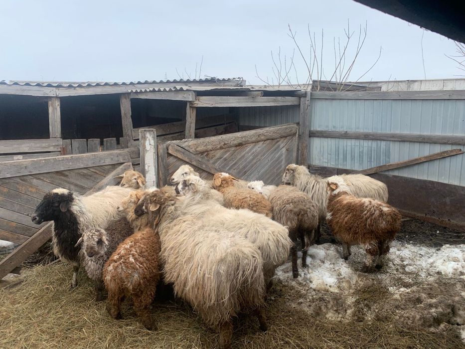 Продам овец с ягнятами