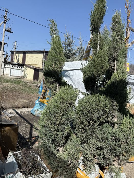 Договоримся гул и агаш