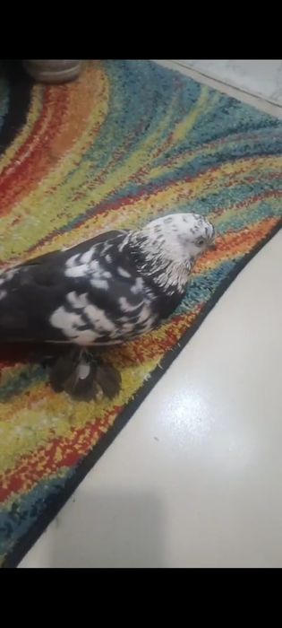 Голубь породистая