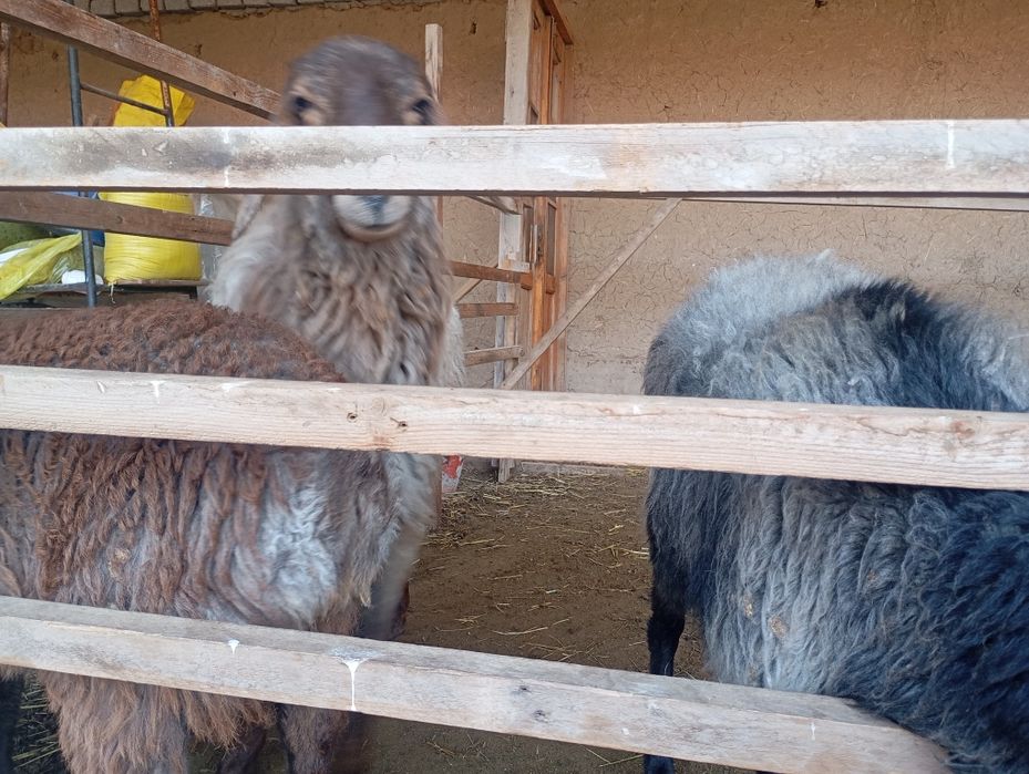 Qoylar sotiladi egzechila