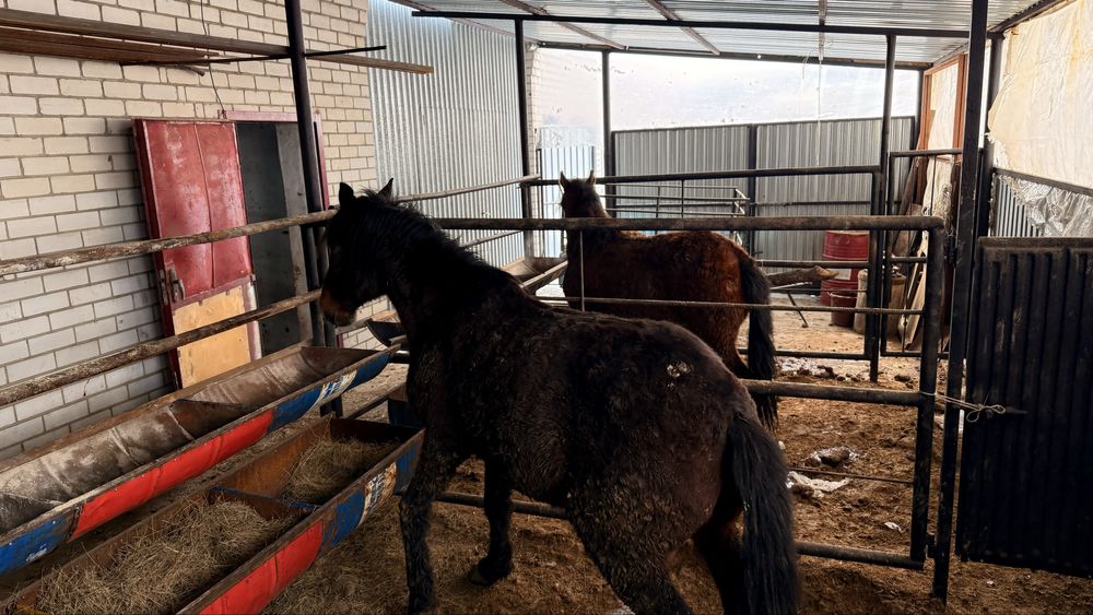 Жабдыққа Қатымға жылқылар қалада