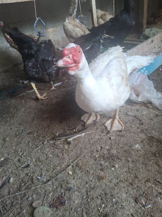 Индоутка қораздары. Обмен.