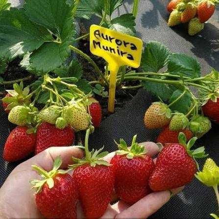 Рассада клубники