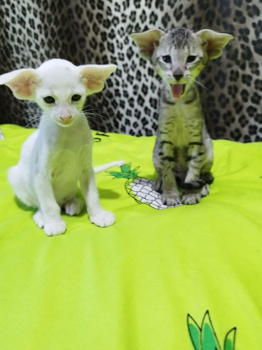 Ориентальный котёнок