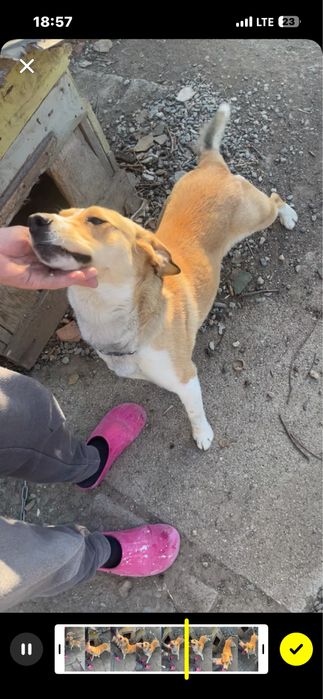 Donez caine jucaus si cuminte