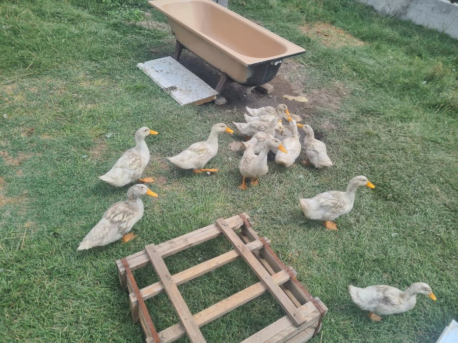 продам утки молодые