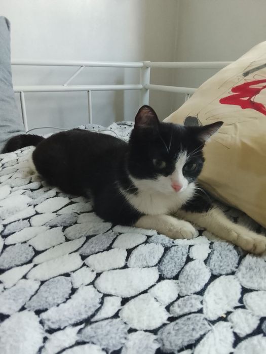 Отдам кота на счастье