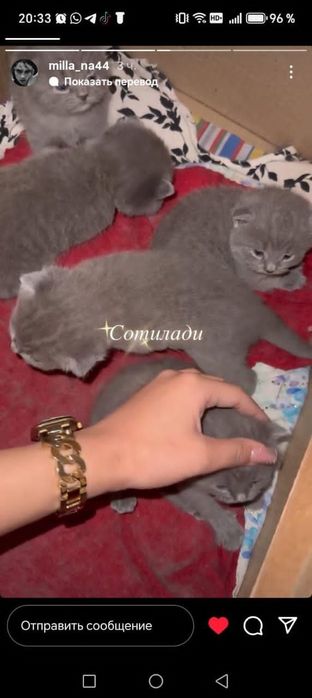 Котята  породистий