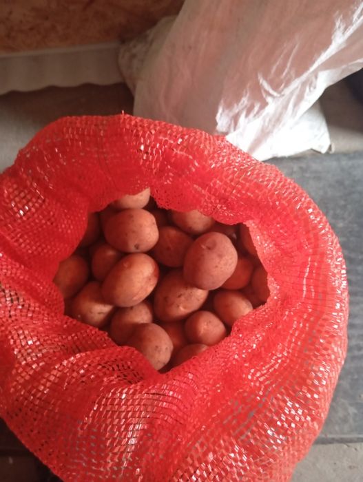 Картофель жёлтый,,Галла,,