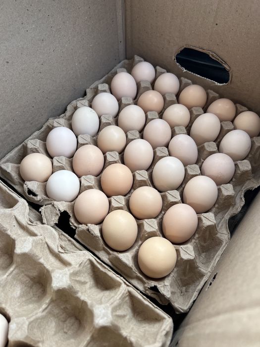 Яйцо инкубационный