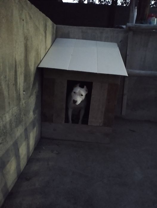 Вязка американский питбуль терьер