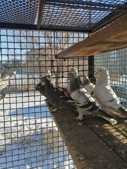 Голуби  породы Такла