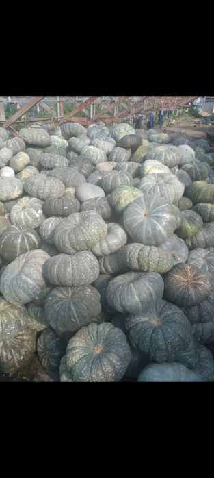 Продам Семена тыквы жаба