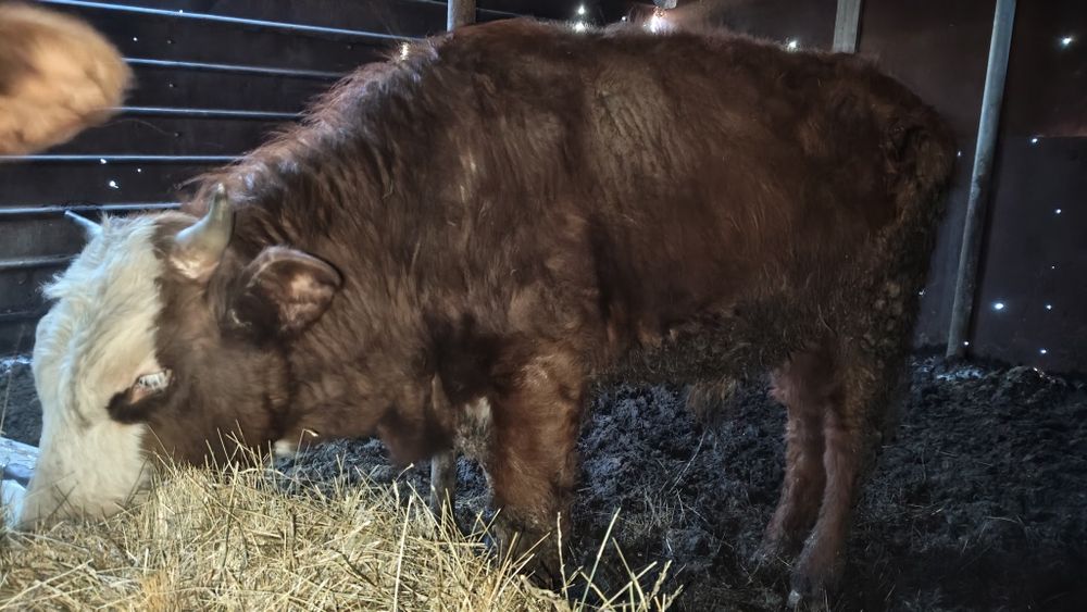 Продам бычка, откорм