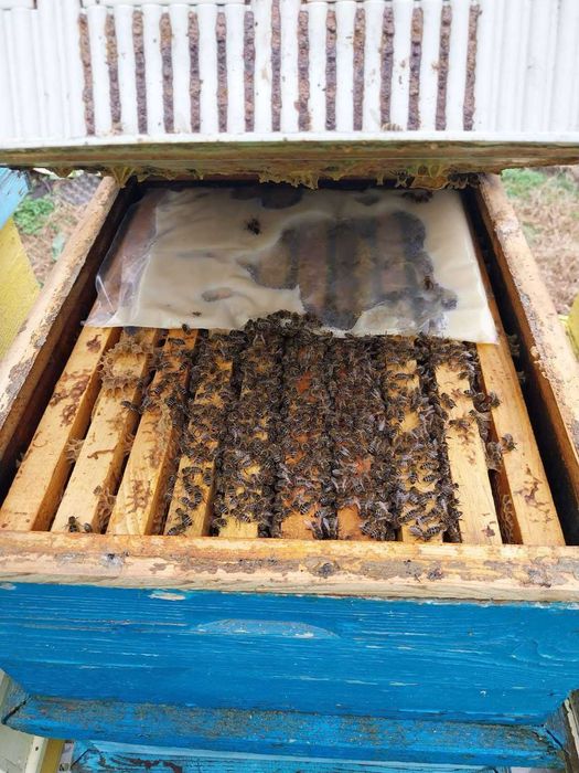 Пчелни отводки (Малки пчелни семейства)