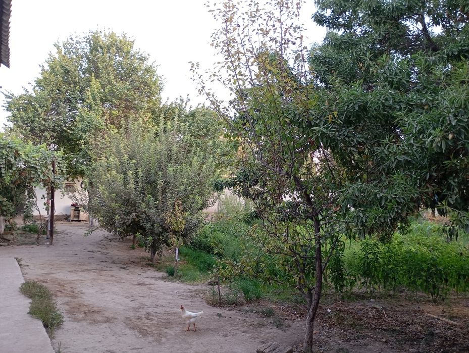 40 сотикли 2 уй сотилади газ свет ичимлики су  бор екин жой 20 сотик