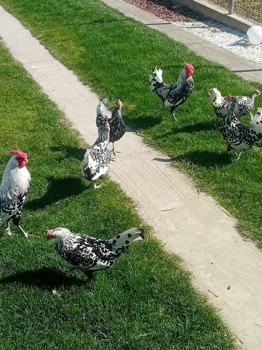 Pui de gaina Hamburg