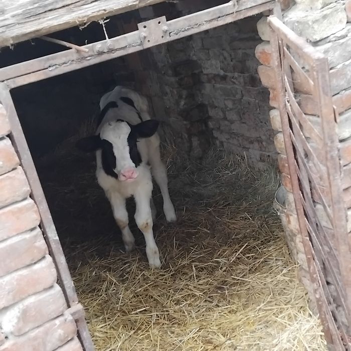 Vand un tauras de 2 saptamani