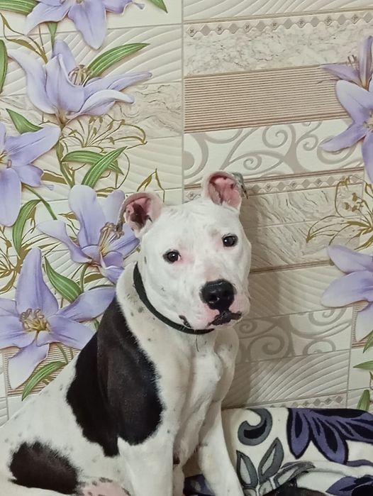 Продам щенков ротвейлер с питбулем