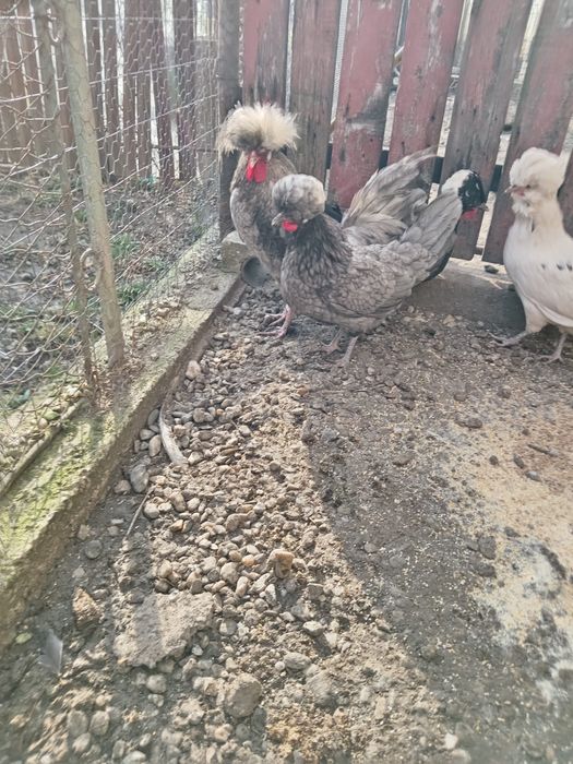Găini motate olandeze