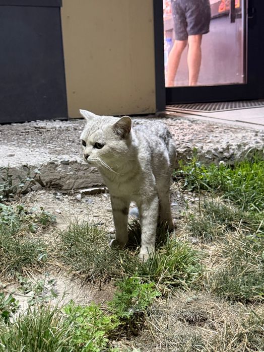 Отдам кота в хорошие руки