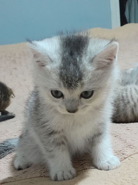 Aslzoda Britan (Britan Shorthair) mushukchasi