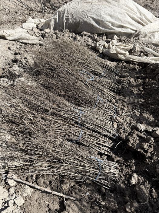 Мевали кучатлар оптом. Mevali ko'chatlar bor. 15 000 сум