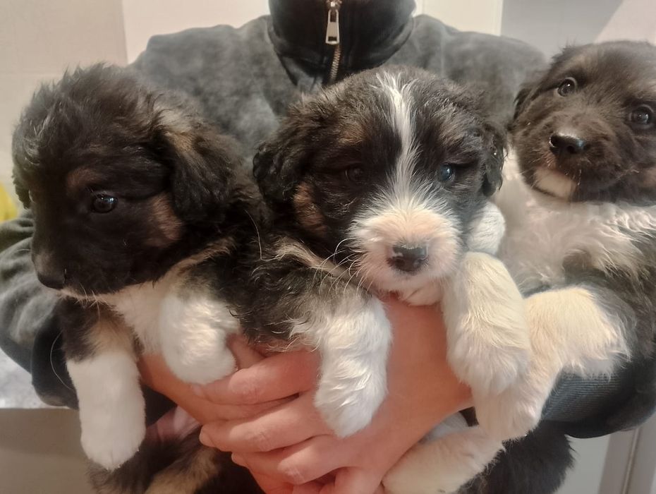 Щенки.В добрые руки.