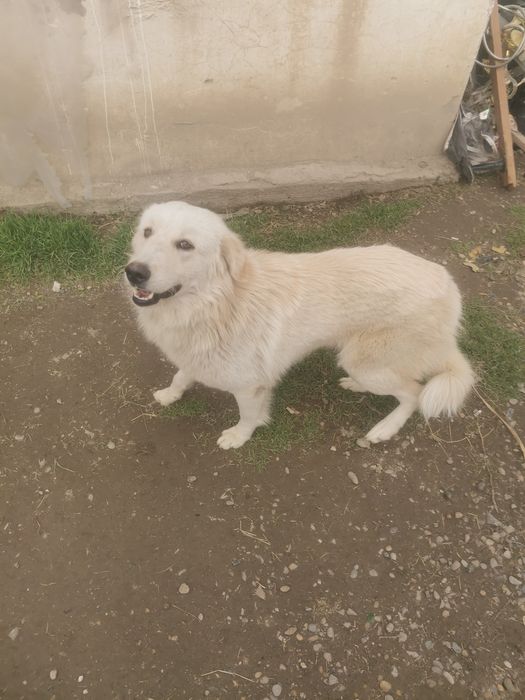 Продаётся собака Ретвирер альбинос