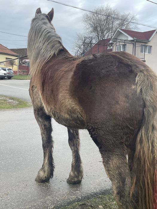 Vand manza de 3 pe 4 ani foarte blanda!