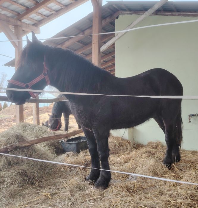 Mânz percheron de un an și zece luni.