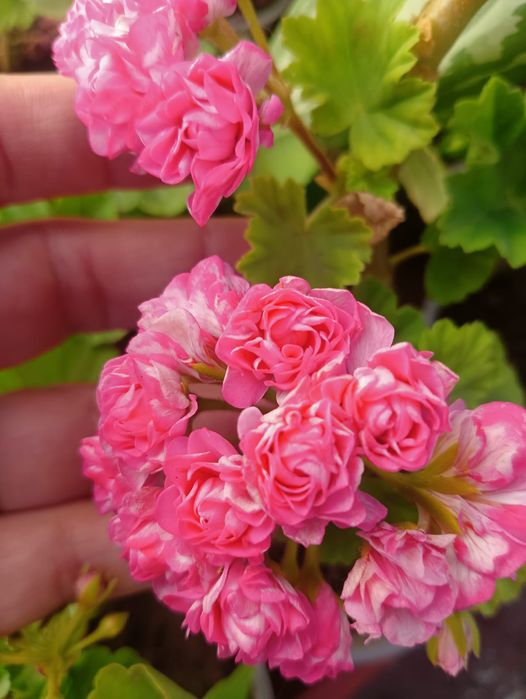 Продам комнатные цветы