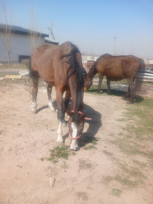 Продам кобылу орловский