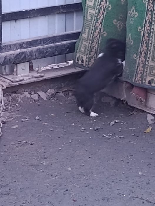 Отдам в добрые руки