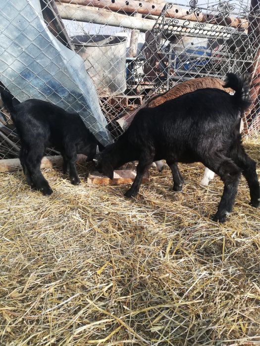 Vand alpine Elvetiene