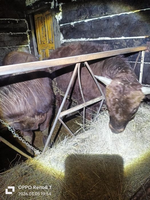 Продаю Быков и тёлок