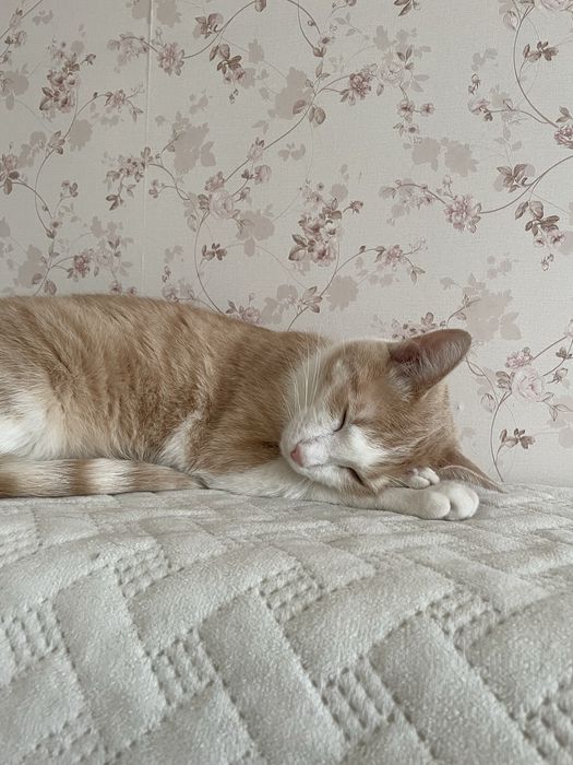 Отдам котов в добрые руки