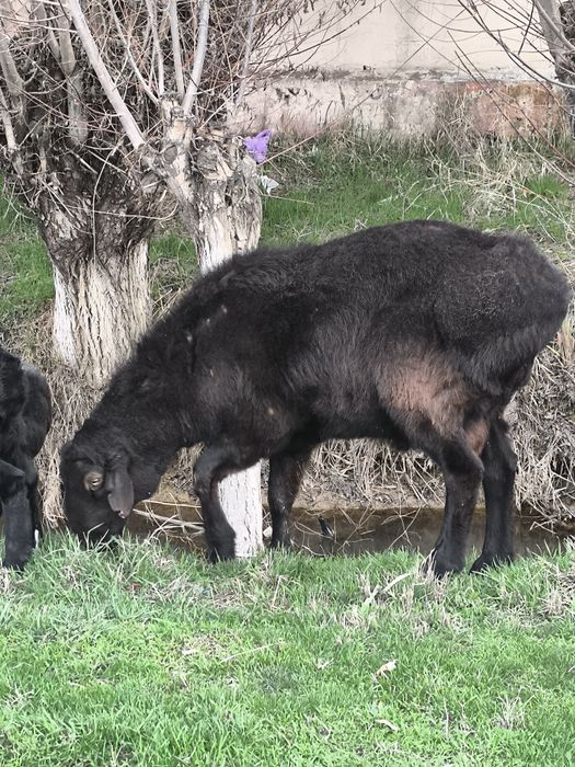 Qochqor qisari sotiladi