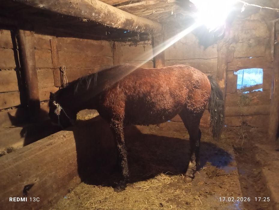 Тай сатылады откорм