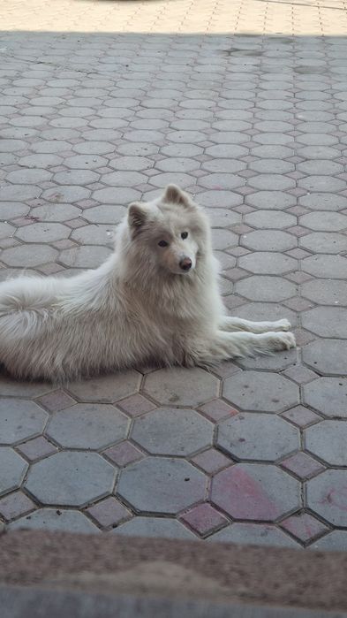 Самоед 1 годик !