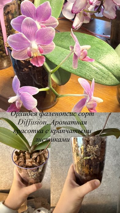 Орхидея фаленопсис сортовые
