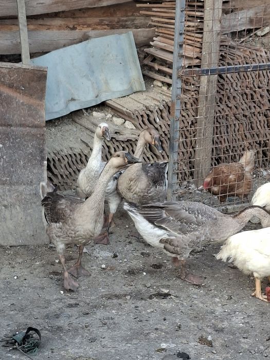 Vând rațe gâște  rate
