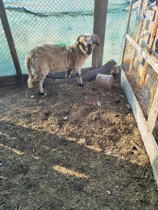 Vând 2 berbecuți