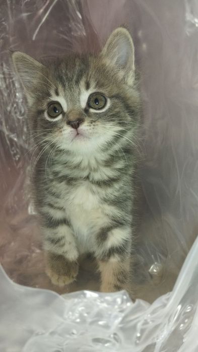 Scottish fold mushukchalar sotiladi